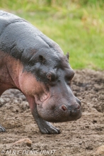 hippopotame