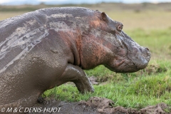 hippopotame