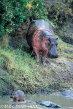 hippopotame