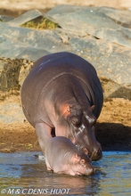 hippopotame