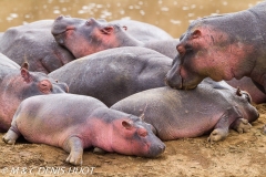 hippopotame