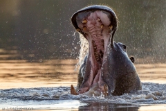 Hippopotamus