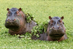 hippopotame