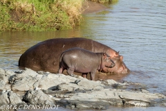 hippopotame