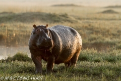 hippopotame