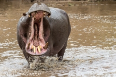 hippopotame