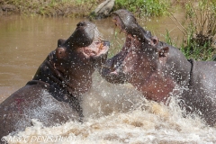 hippopotame