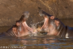 hippopotame