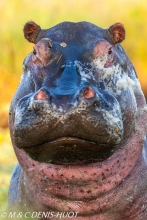 hippopotame