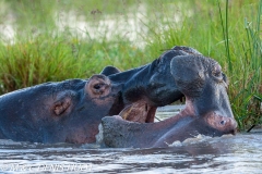 hippopotame