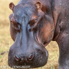 hippopotame