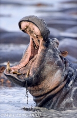 hippopotame