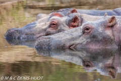 hippopotame