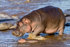 hippopotame