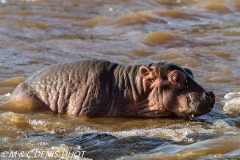 hippopotame