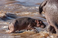 hippopotame