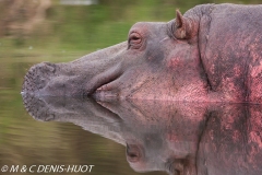 hippopotame