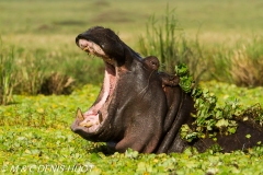 hippopotame