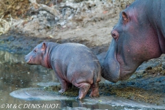 hippopotame