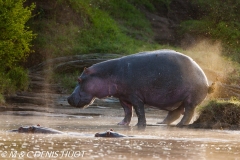 hippopotame