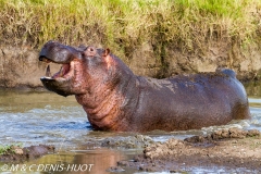 hippopotame