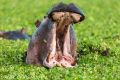 hippopotame