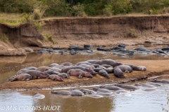 hippopotame