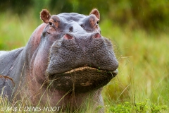 hippopotame