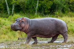 hippopotame