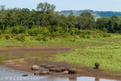 hippopotame