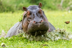 hippopotame