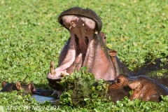 hippopotame