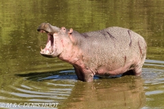 hippopotame