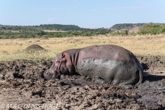 hippopotame