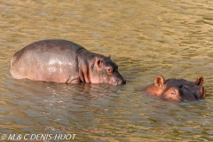 hippopotame