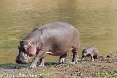 hippopotame