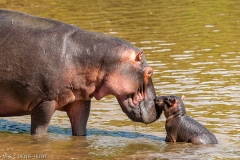 hippopotame