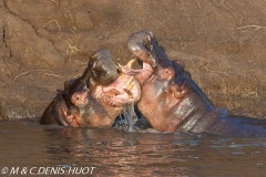 hippopotame