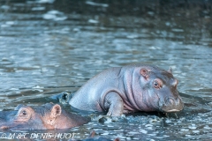 hippopotame