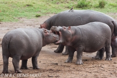 hippopotame