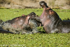 hippopotame