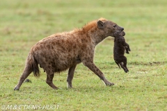 hyène tachetée / spotted hyena