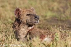 hyène tachetée / spotted hyena