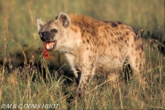 hyène tachetée / spotted hyena