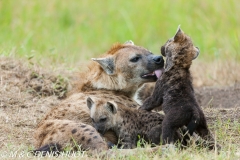 hyène tachetée / spotted hyena