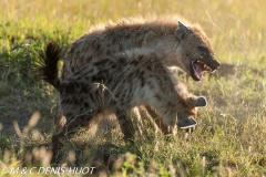 hyène tachetée / spotted hyena