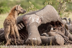 hyène tachetée / spotted hyena