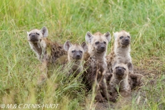 hyène tachetée / spotted hyena