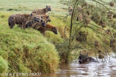 hyène tachetée / spotted hyena