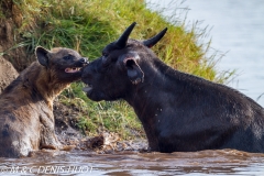 hyène tachetée / spotted hyena